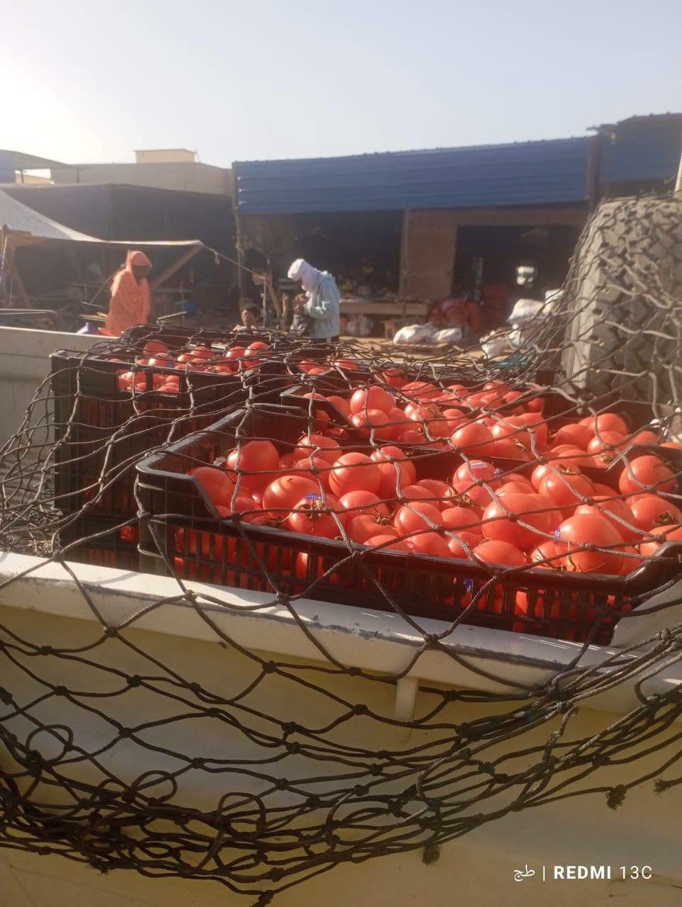 Le prix du kilogramme de tomates ramené à 50 MRU, selon le ministère